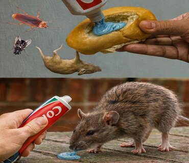 Arrêtez de gaspiller de l’argent sur les poisons : ce remède naturel avec du dentifrice fait disparaître tous les nuisibles !